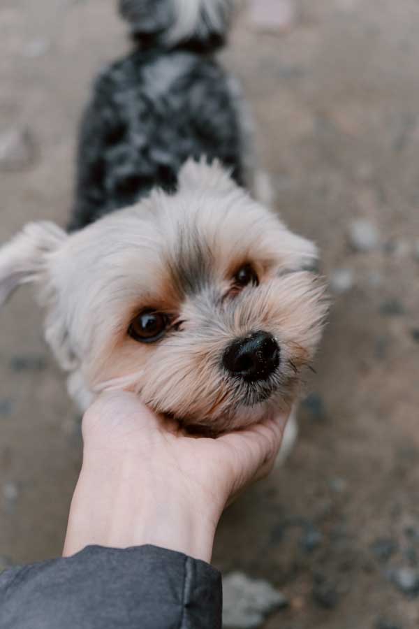 Little-Puppy.jpg